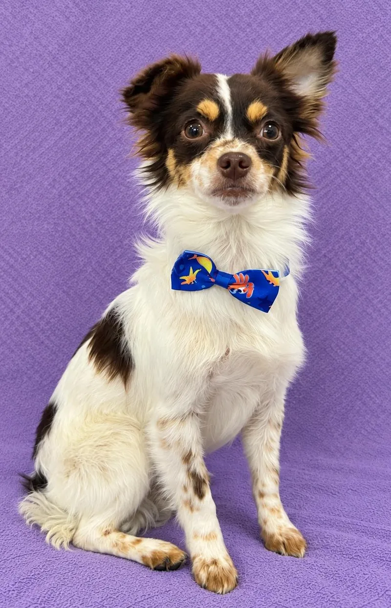 A young small-sized male Black Chihuahua dog named Levi for adoption in Lodi, CA