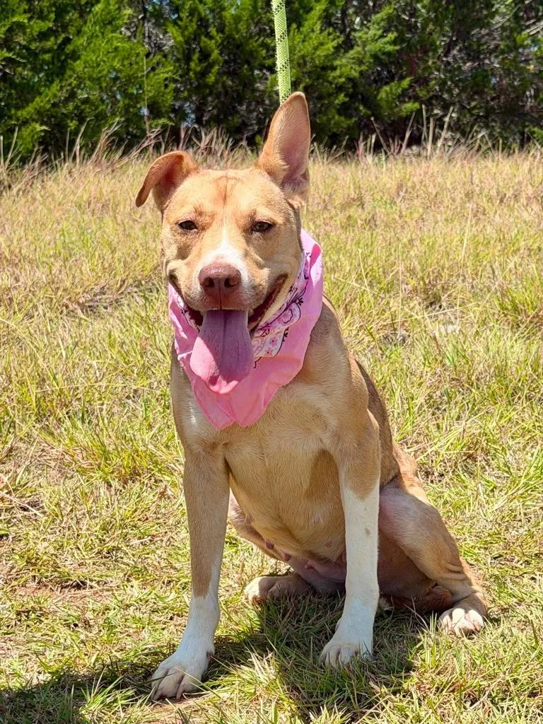 An adult medium-sized female Pit Bull Terrier dog named Bingo for adoption in Belton, TX