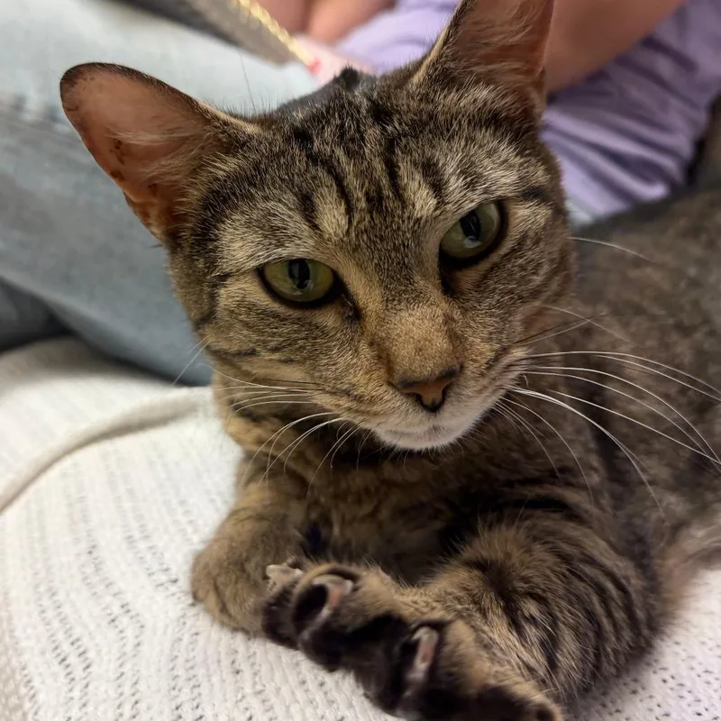 An adult large-sized female Brown / Chocolate Domestic Short Hair cat named Lily for adoption in Fairport, NY