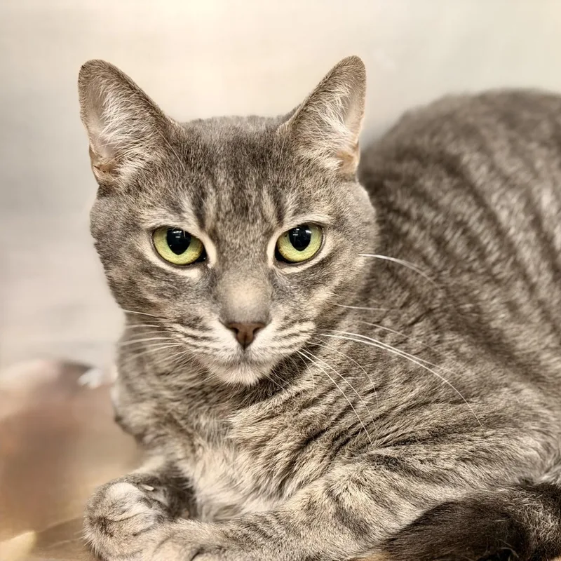An adult medium-sized female Tabby (Gray / Blue / Silver) Domestic Short Hair cat named Luna for adoption in Jackson, NJ
