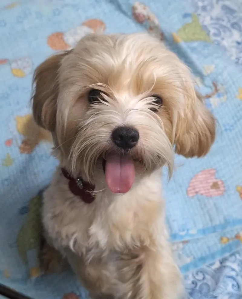 Dumpling