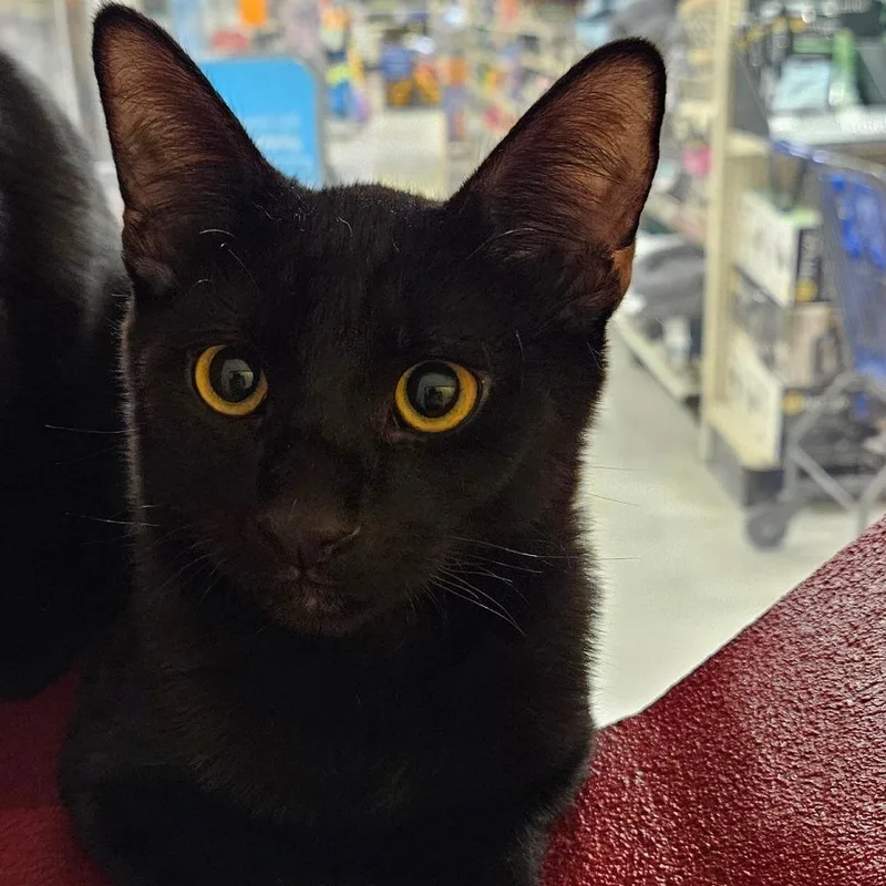 A baby small-sized male Black Domestic Short Hair cat named Luther for adoption in Las Vegas, NV