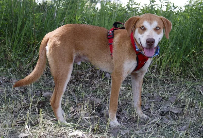 A young large-sized male Great Pyrenees dog named Mountain Litter  Rainier for adoption in Savage, MN