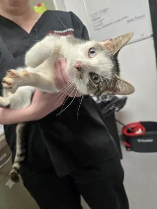 An adult small-sized female Domestic Short Hair cat named Cheshire for adoption in West Chester, PA