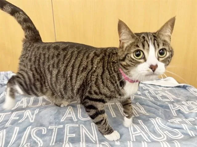 A young small-sized female Domestic Short Hair cat named Honeydew for adoption in Saint Louis, MO