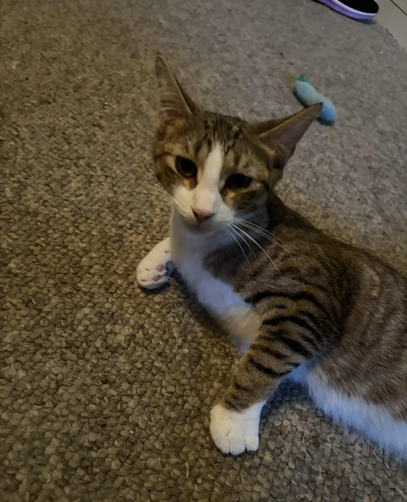 A young medium-sized female Tabby (Brown / Chocolate) Domestic Short Hair cat named Bitsy for adoption in Kenosha, WI