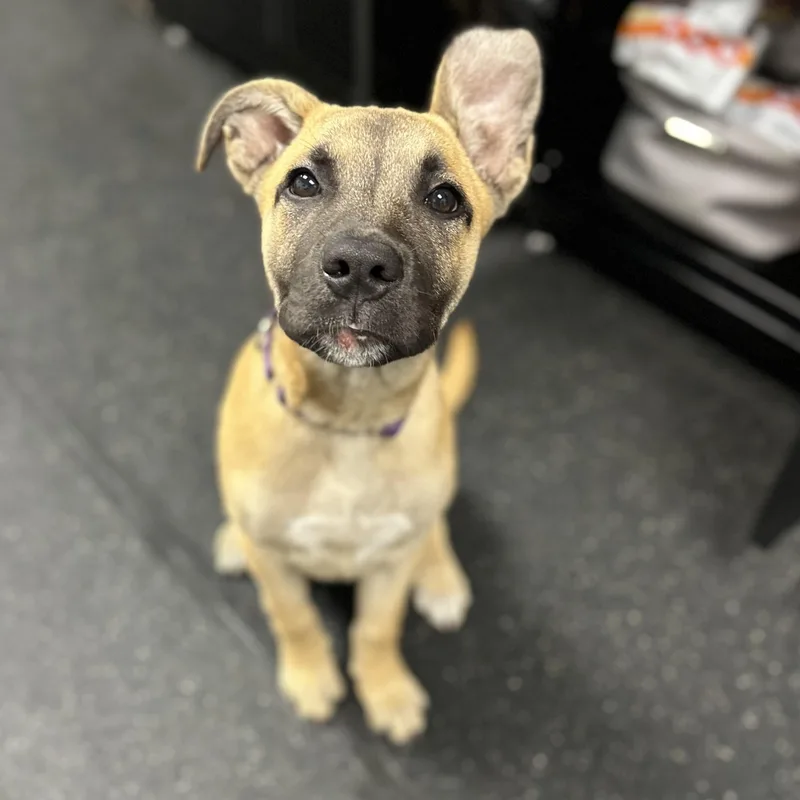 A baby medium-sized female Yellow / Tan / Blond / Fawn German Shepherd Dog dog named Pippa for adoption in Youngstown, OH