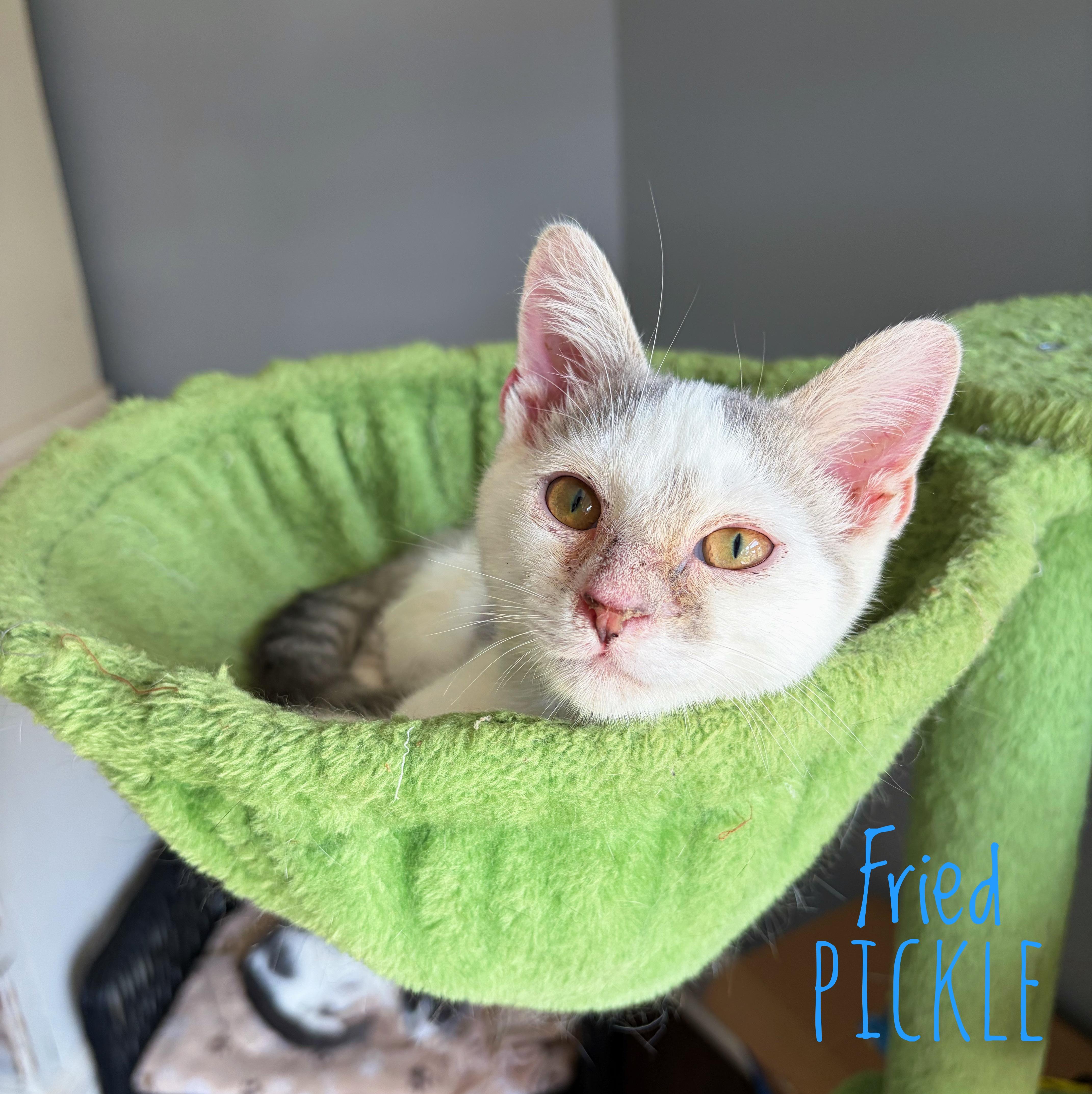A baby medium-sized male Gray / Blue / Silver Domestic Short Hair cat named Fried Pickle for adoption in Bethel, OH