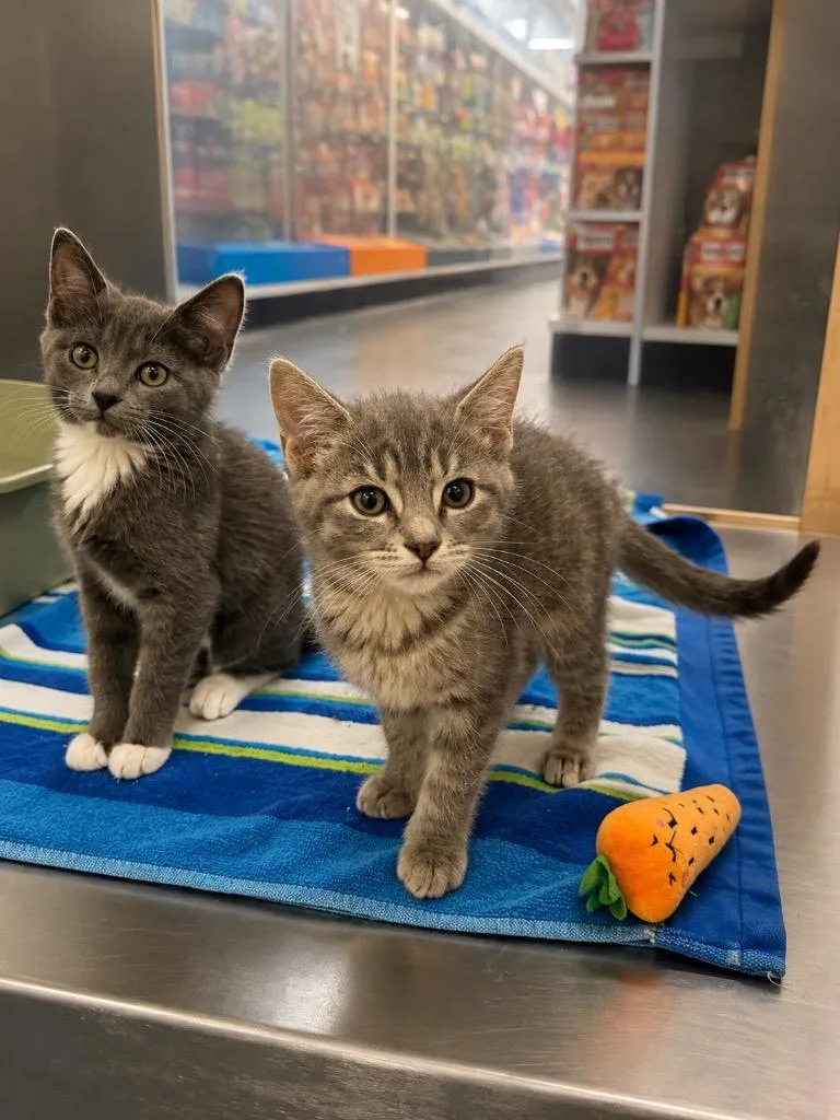 A baby medium-sized female Domestic Short Hair cat named Taki for adoption in Fort Lupton, CO