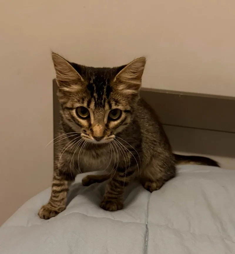 Nova