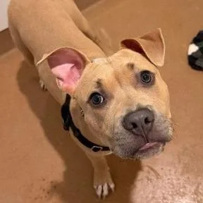 A young medium-sized male Yellow / Tan / Blond / Fawn Mixed Breed dog named Malcolm for adoption in Chicago, IL