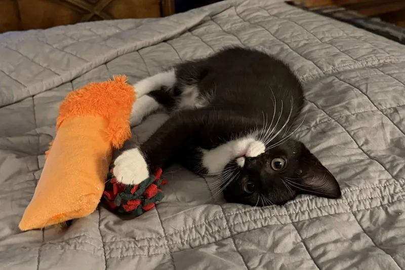 Sylvester