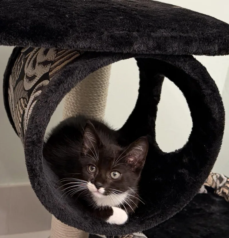 Sylvester thumbnail 2