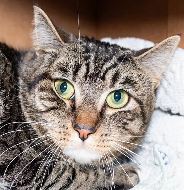 An adult medium-sized male Domestic Short Hair cat named Michy for adoption in Boston, MA