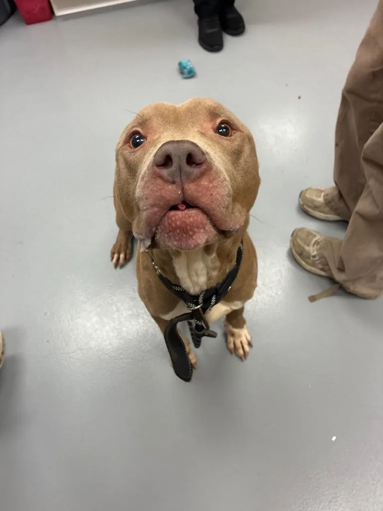 An adult medium-sized male Pit Bull Terrier dog named Crash for adoption in Hartsville, SC