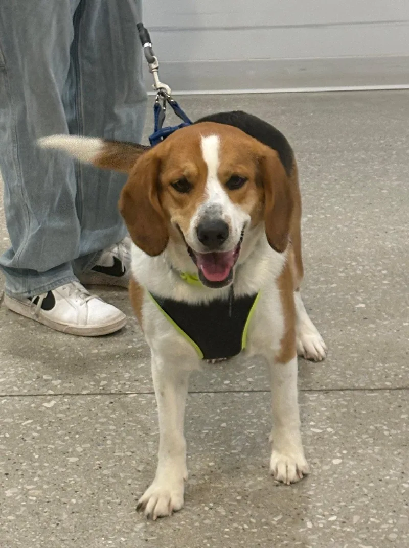 An adult medium-sized male Basset Hound dog named Major for adoption in Council Bluffs, IA