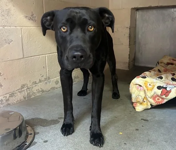 An adult large-sized male Pit Bull Terrier dog named Cooper for adoption in Oceanside, CA