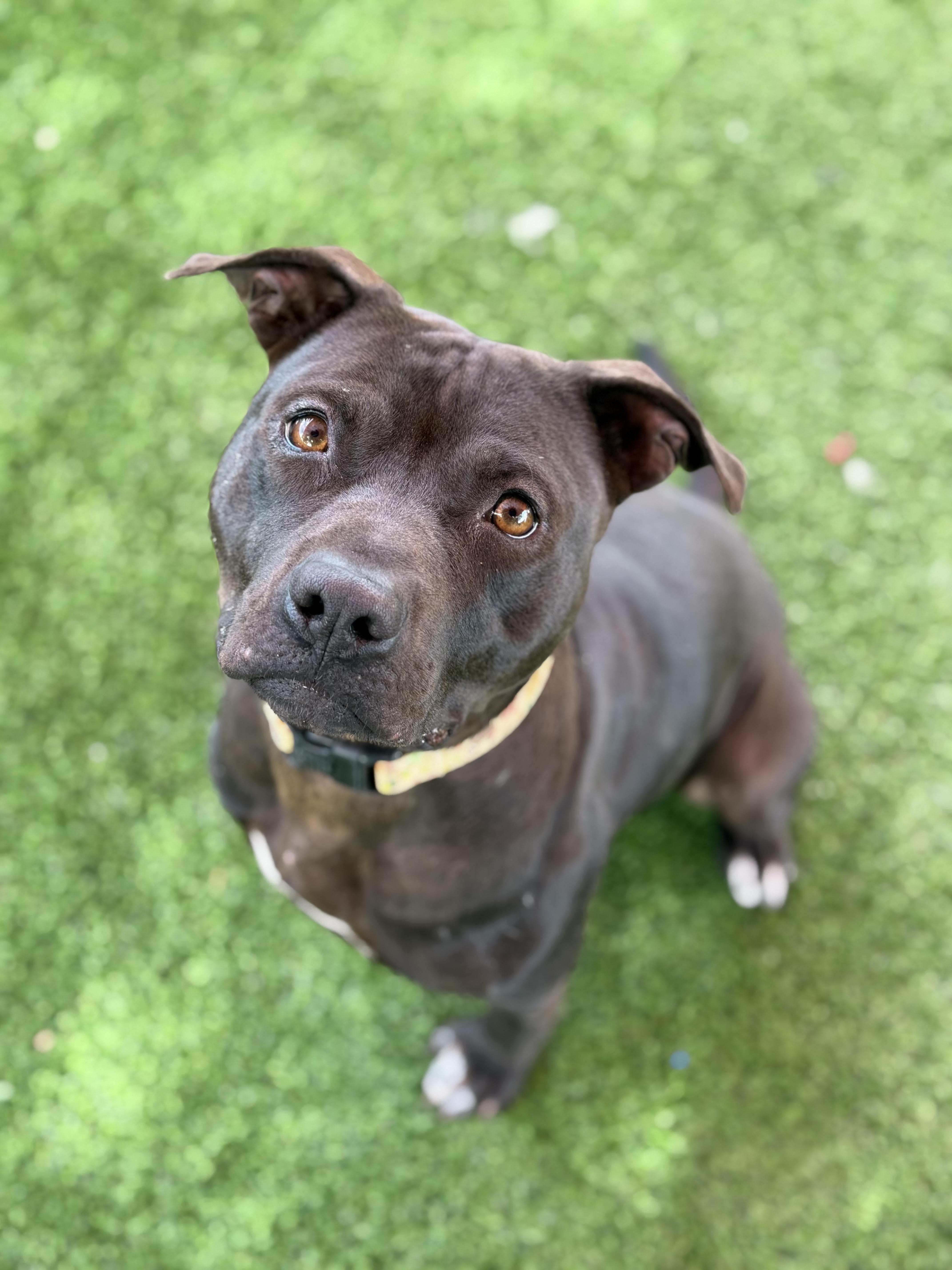 Harrison thumbnail 3