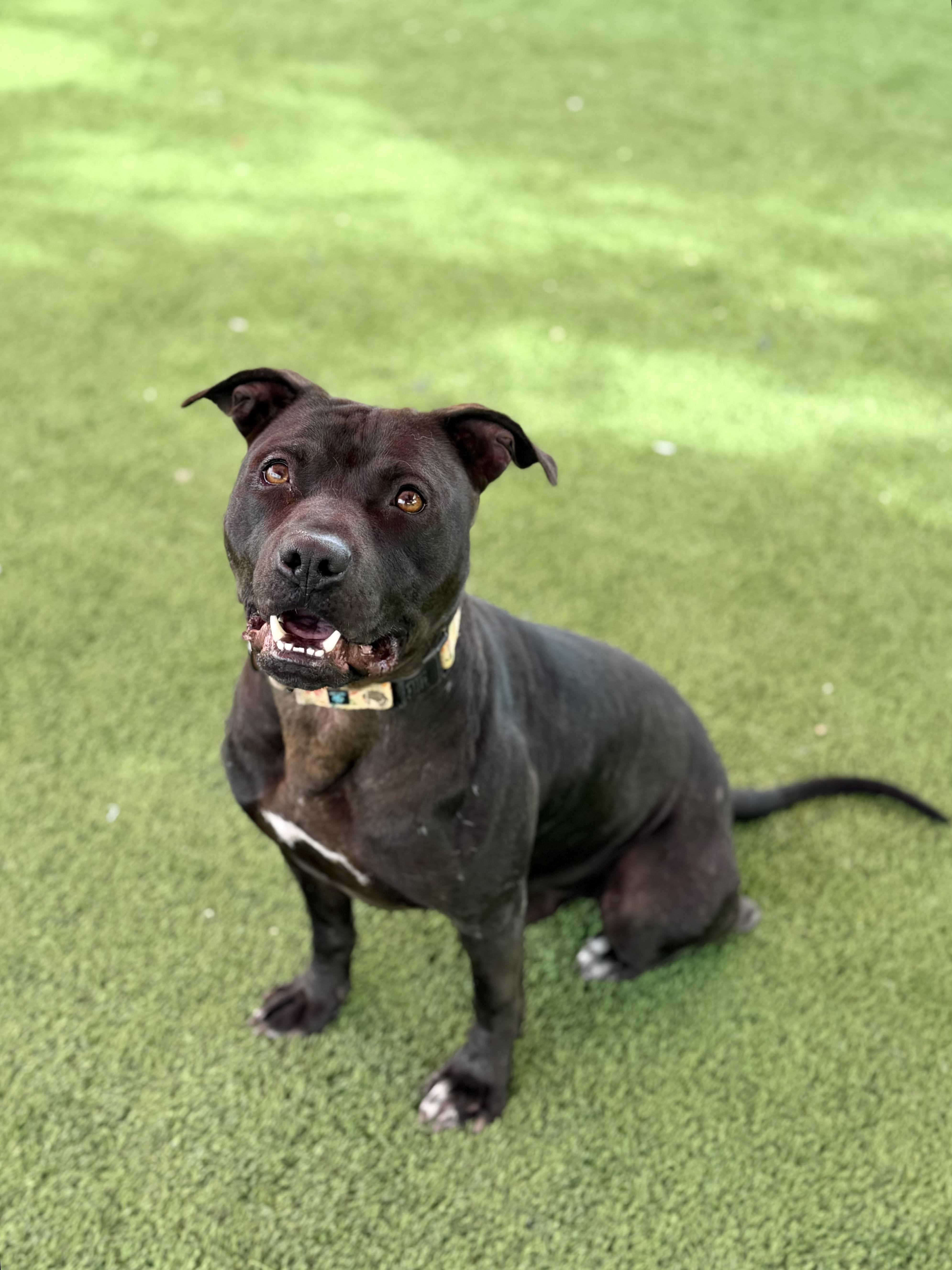 Harrison thumbnail 4