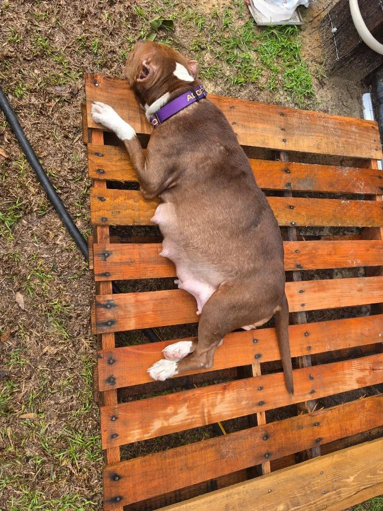 Gracie Mae thumbnail 3