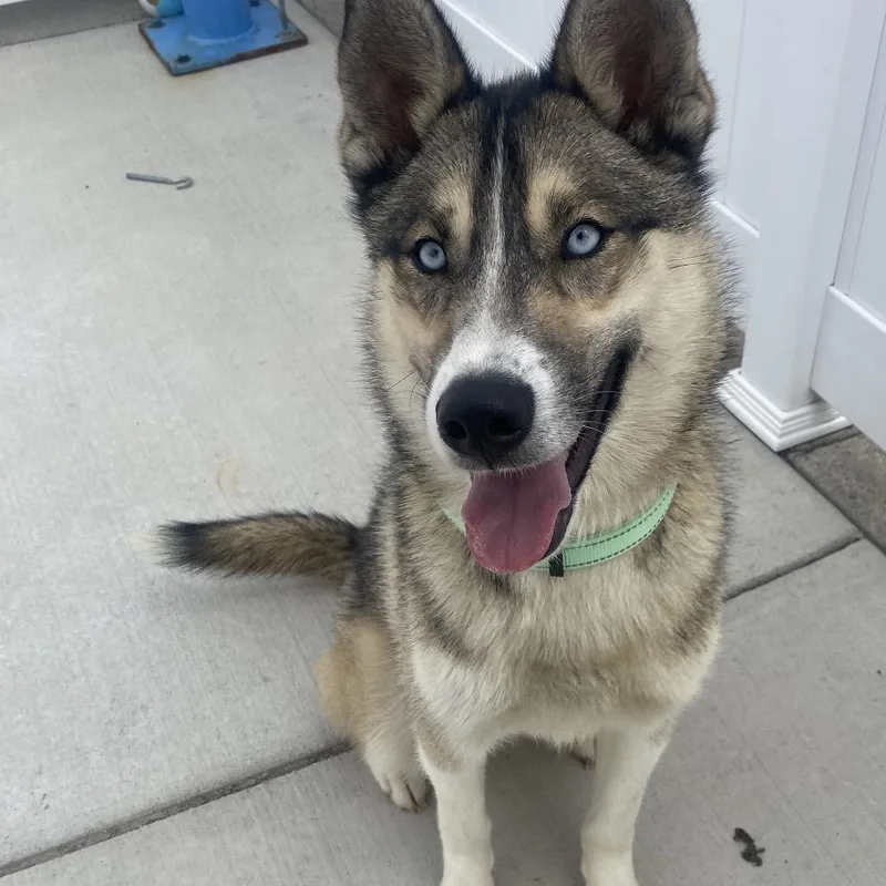 A young medium-sized male Brown / Chocolate Husky dog named Fin for adoption in Harrisonburg, VA