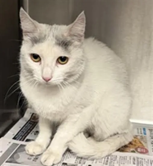 An adult large-sized male Domestic Short Hair cat named Alley for adoption in Van Nuys, CA