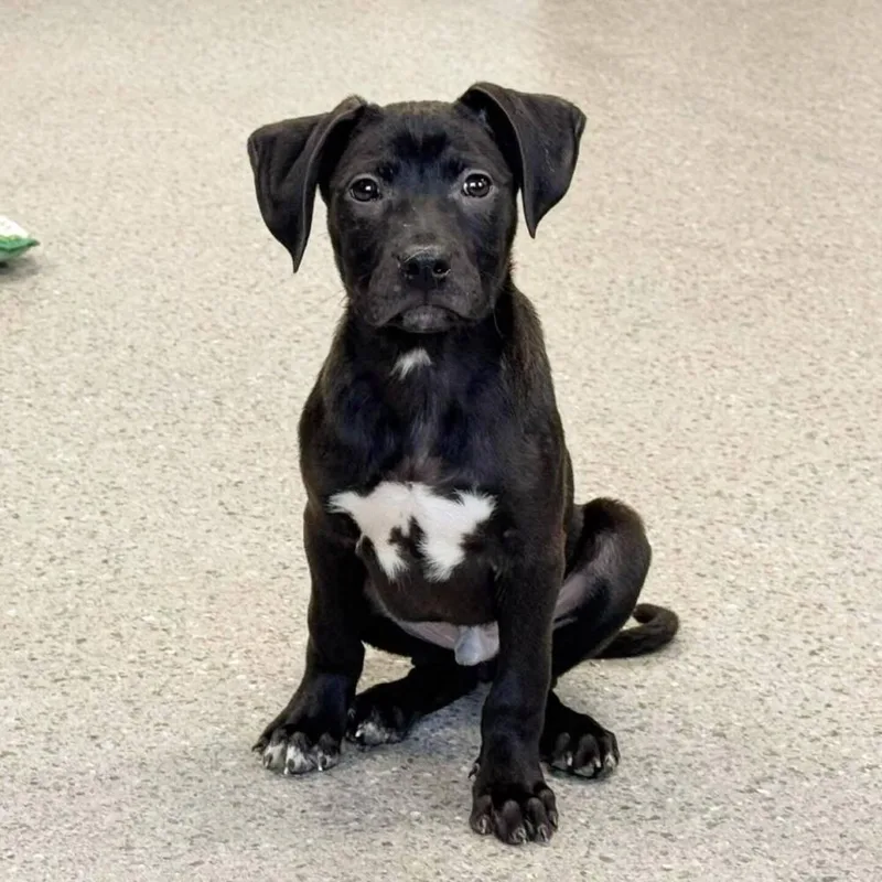 A baby large-sized male Black Mixed Breed dog named Trix for adoption in Lansing, MI