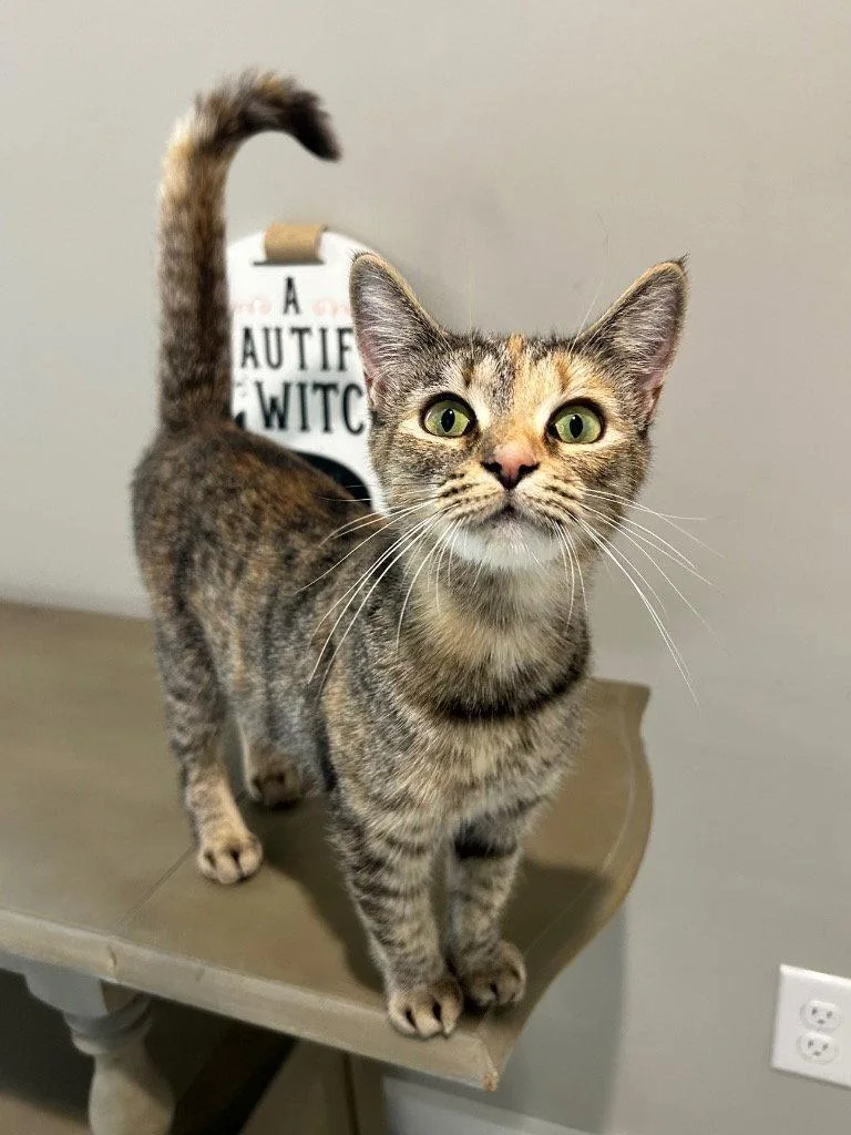 A young medium-sized male Domestic Short Hair cat named Sue Ellen for adoption in Cromwell, KY
