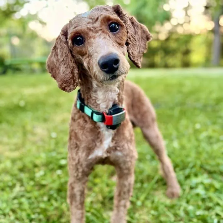 An adult small-sized male Brown / Chocolate Poodle dog named Chili for adoption in Mooresville, NC