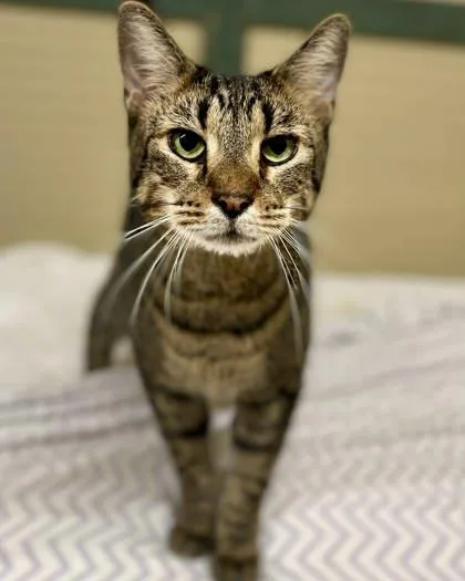 A senior large-sized male Domestic Short Hair cat named Kenny for adoption in River Ridge, LA