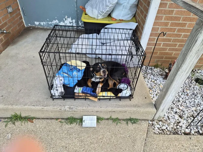 A young medium-sized male Australian Cattle Dog / Blue Heeler dog named Zeke for adoption in Hermitage, PA