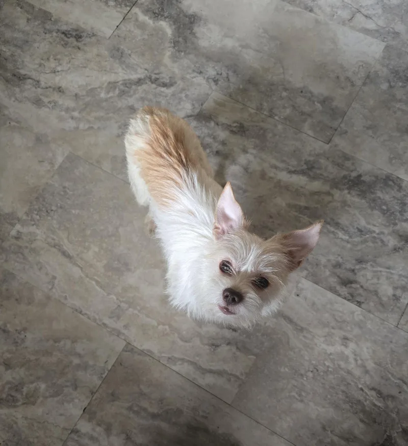 A young small-sized female Terrier dog named Gwen for adoption in Columbus, IN