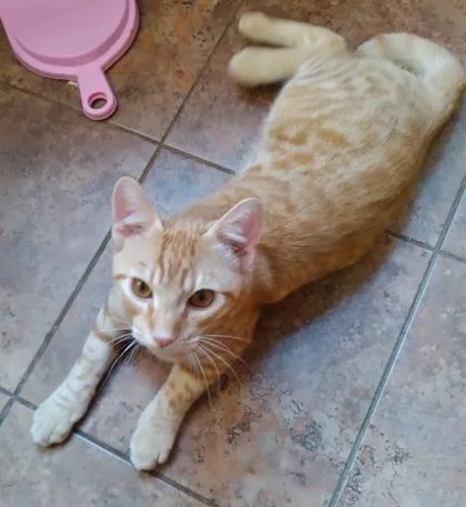 A young medium-sized male Tabby (Orange / Red) Domestic Short Hair cat named Gingin for adoption in New York, NY