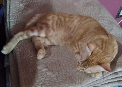 Gingin thumbnail 3