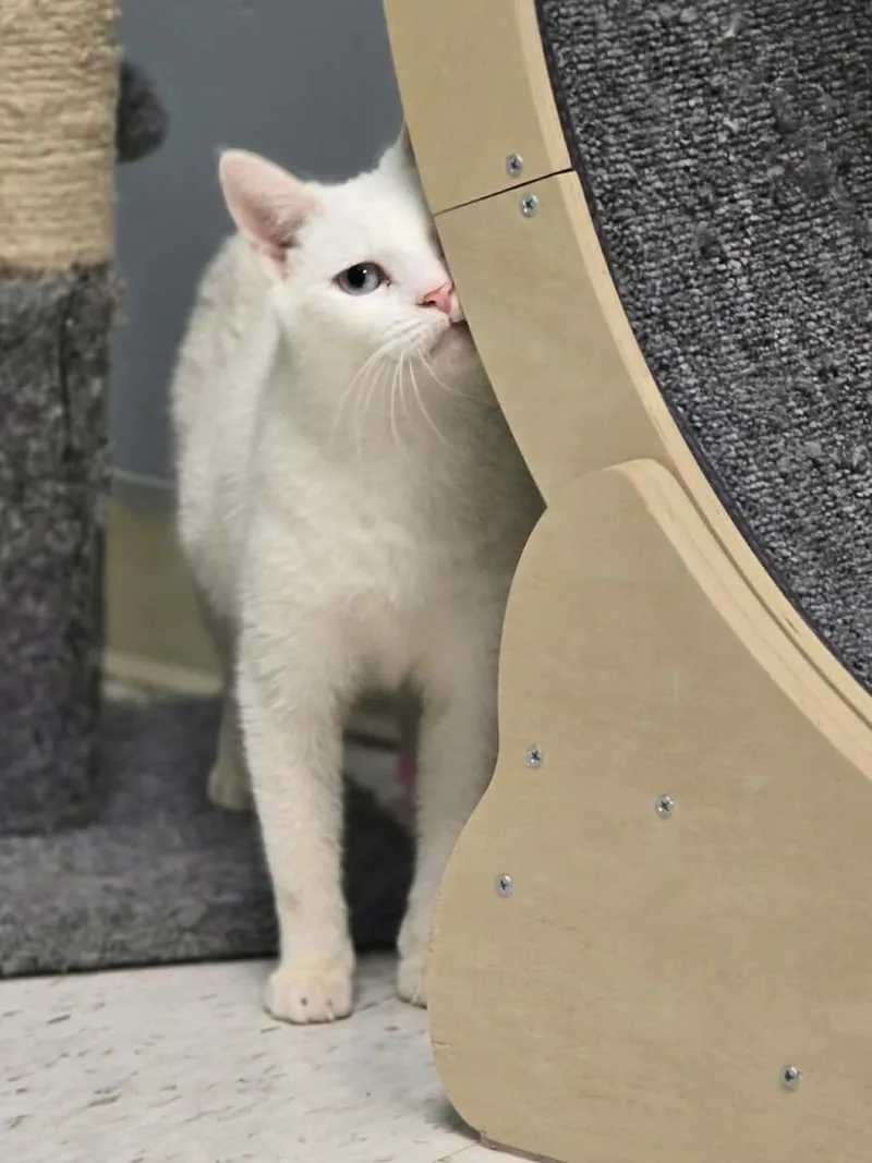 Dunkette thumbnail 2