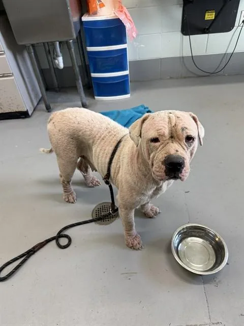 An adult medium-sized female Pit Bull Terrier dog named Gorda for adoption in Corpus Christi, TX