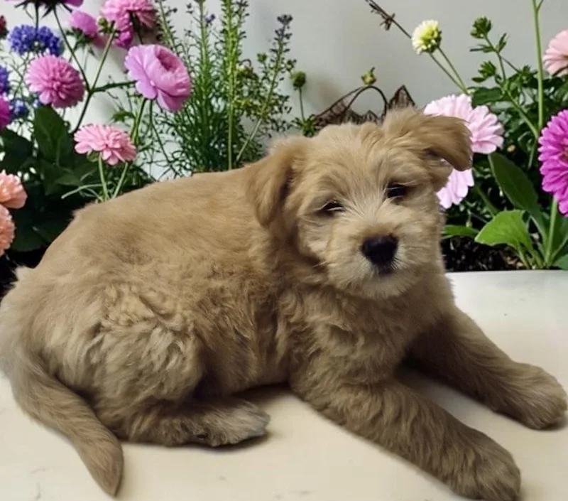 A baby medium-sized female Apricot / Beige Sheepadoodle dog named Annie for adoption in Los Angeles, CA