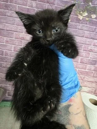 A baby small-sized male Domestic Short Hair cat named Rambo for adoption in Houston, TX