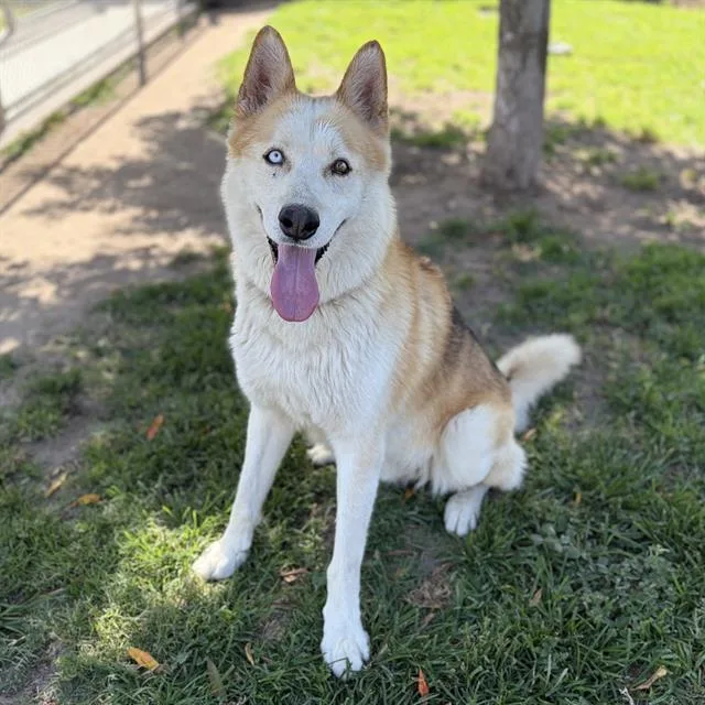 An adult large-sized male Siberian Husky dog named Shaggy for adoption in Modesto, CA