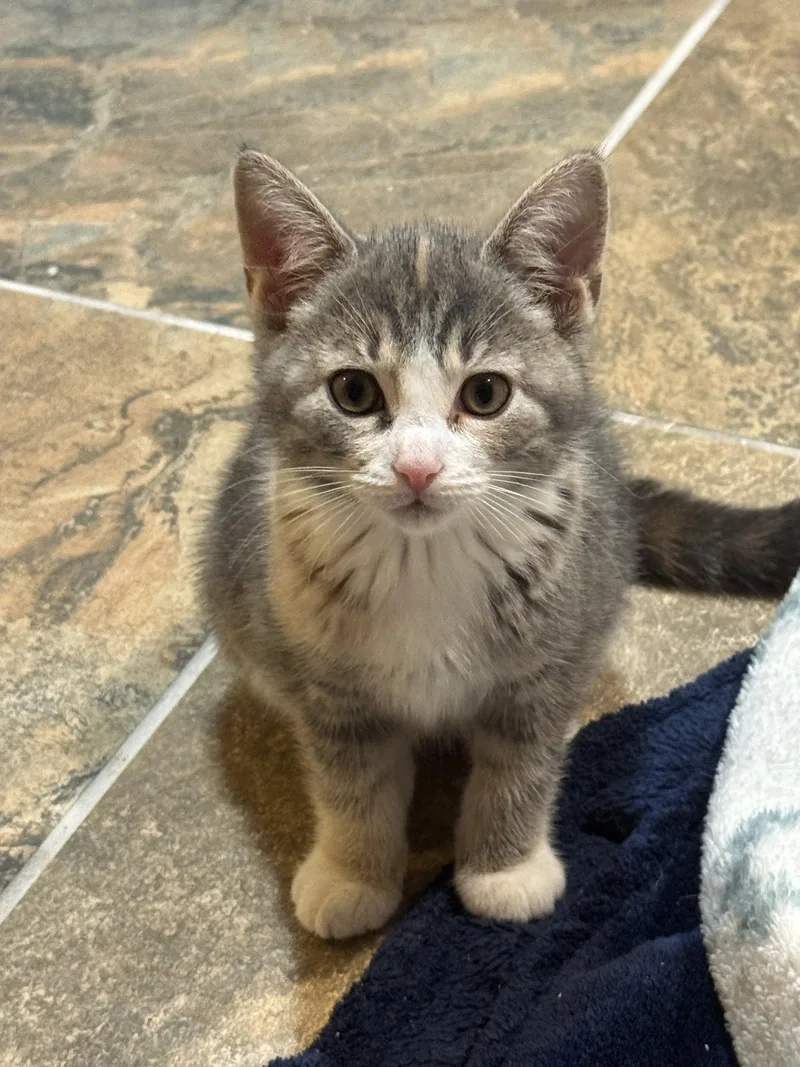 A baby medium-sized female Domestic Short Hair cat named Fawn M for adoption in Trenton, NJ