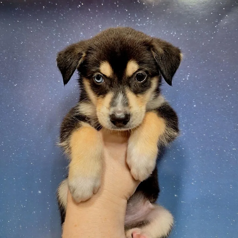 A baby medium-sized male Black Mixed Breed dog named Rex for adoption in Alexandria, VA