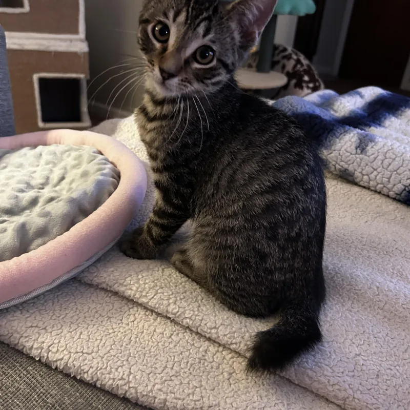 A baby small-sized male Domestic Short Hair cat named Bobby for adoption in Warminster, PA