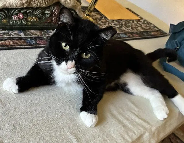 An adult medium-sized male Black & White / Tuxedo Domestic Short Hair cat named Tux for adoption in Aurora, CO
