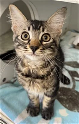 A baby medium-sized male Domestic Short Hair cat named Burger for adoption in Camarillo, CA