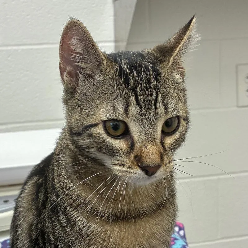 A baby medium-sized male Domestic Short Hair cat named Ludlow for adoption in Corpus Christi, TX