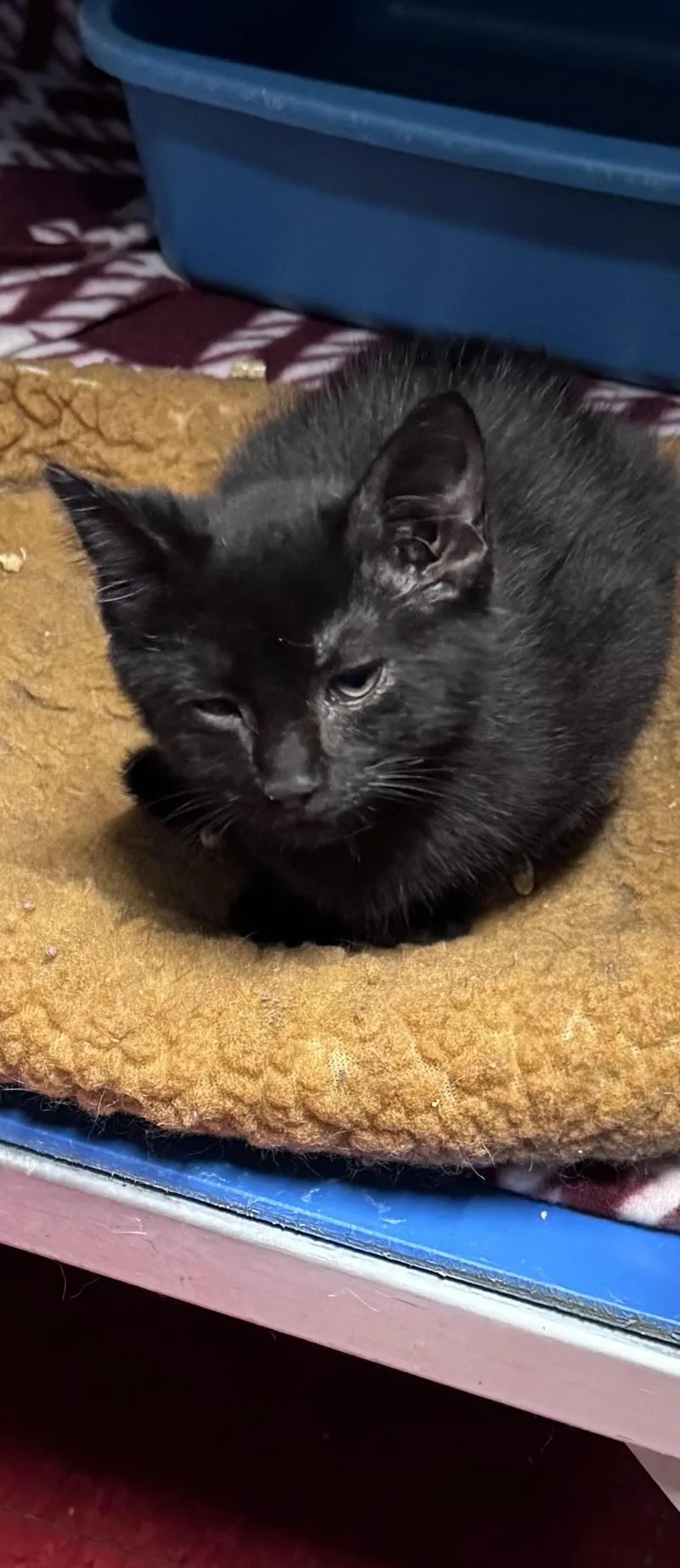 A baby medium-sized female Black Domestic Short Hair cat named Megan for adoption in Hoopeston, IL