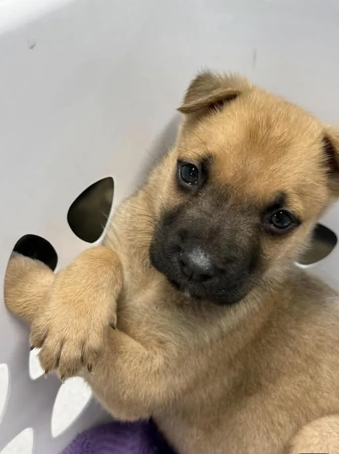 A baby small-sized male German Shepherd Dog named Ote for adoption in Mesa, AZ