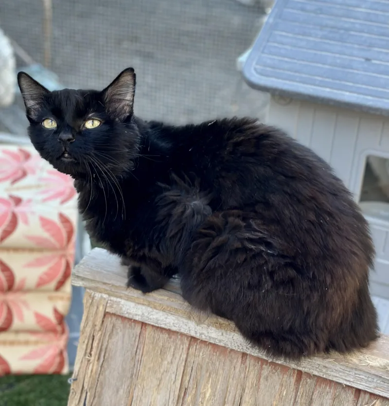 An adult medium-sized male Domestic Long Hair cat named Kronk for adoption in Faribault, MN
