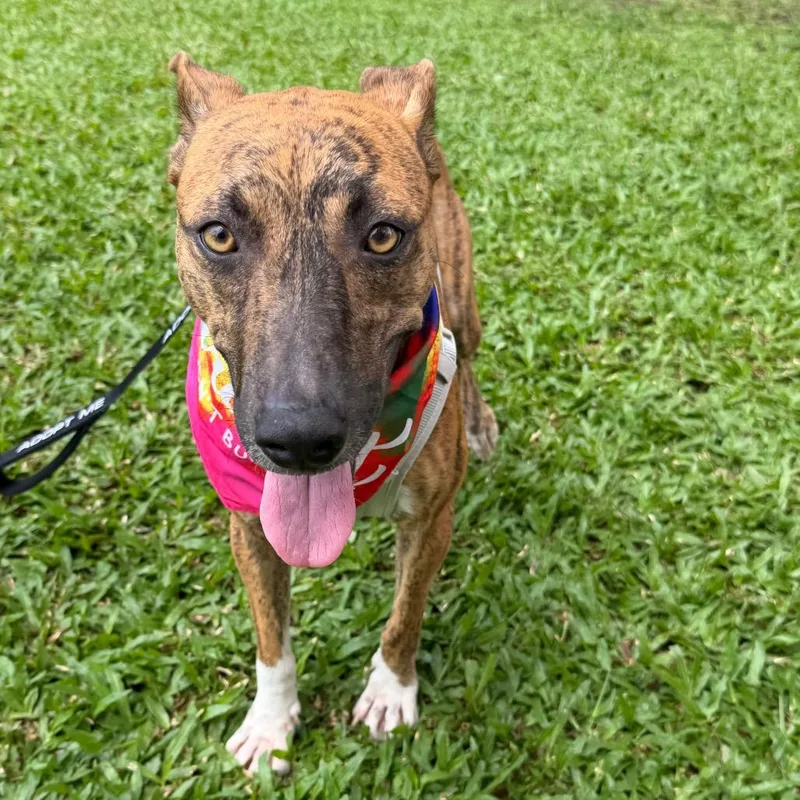 An adult medium-sized female Brindle Mixed Breed dog named Beauty for adoption in Bend, OR