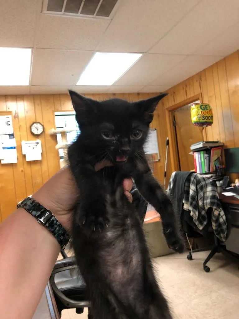 A baby medium-sized male Domestic Short Hair cat named Spruce for adoption in Benton, AR